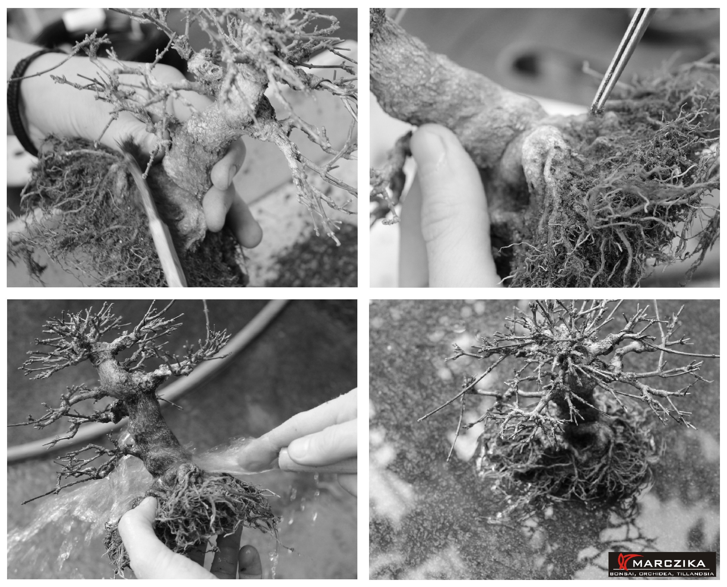 bonsai átültetése, bonsai gyökerének kifésülése, premna japonica, shohin bonsai Shohin méretű Premna japonica bonsai átültetése, a bonsai gyökerének kifésülése.